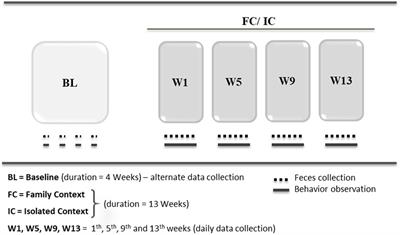 Common Marmosets: A Potential Translational Animal Model of Juvenile Depression